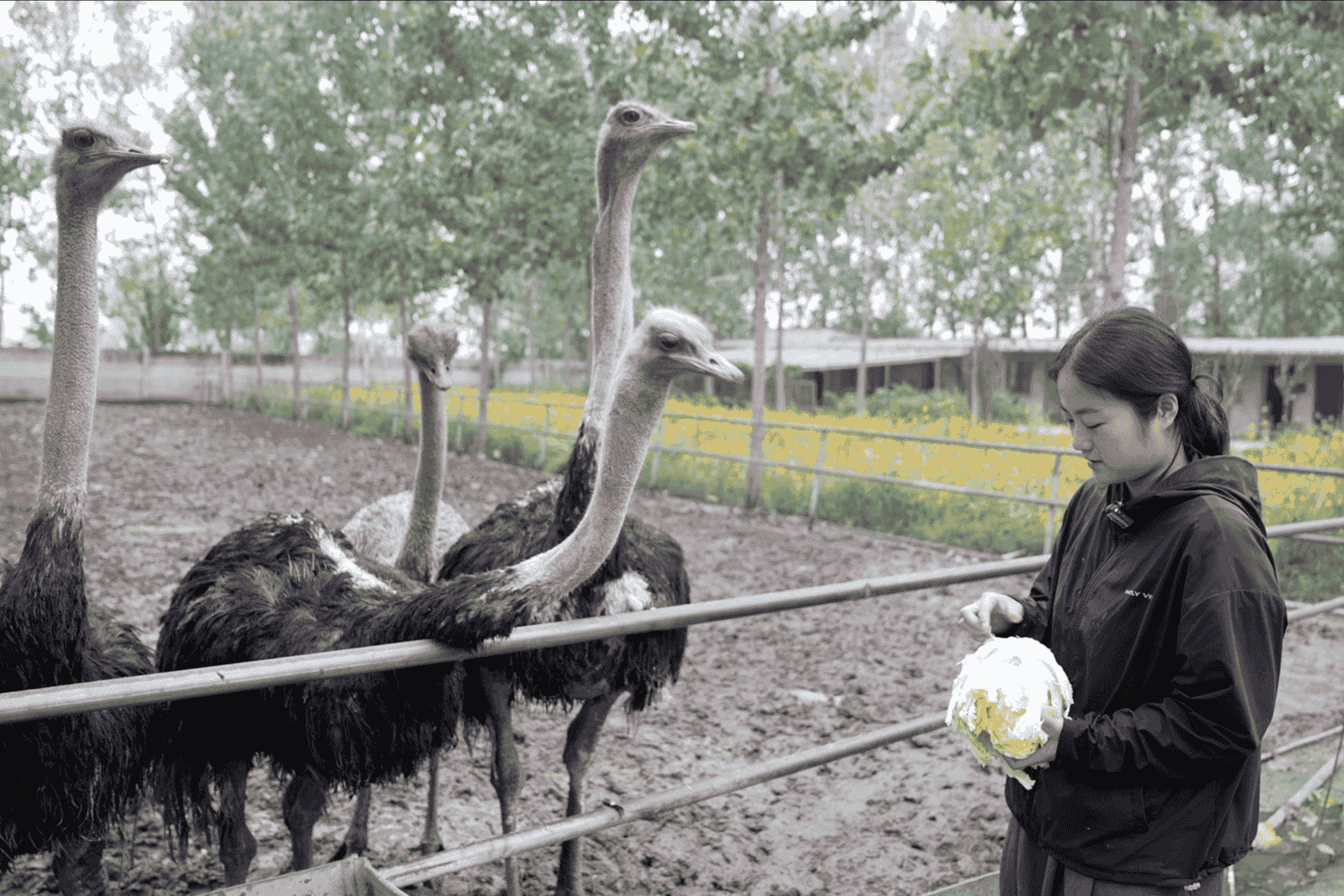 Viral Ostrich Farmer Rises in E-Commerce